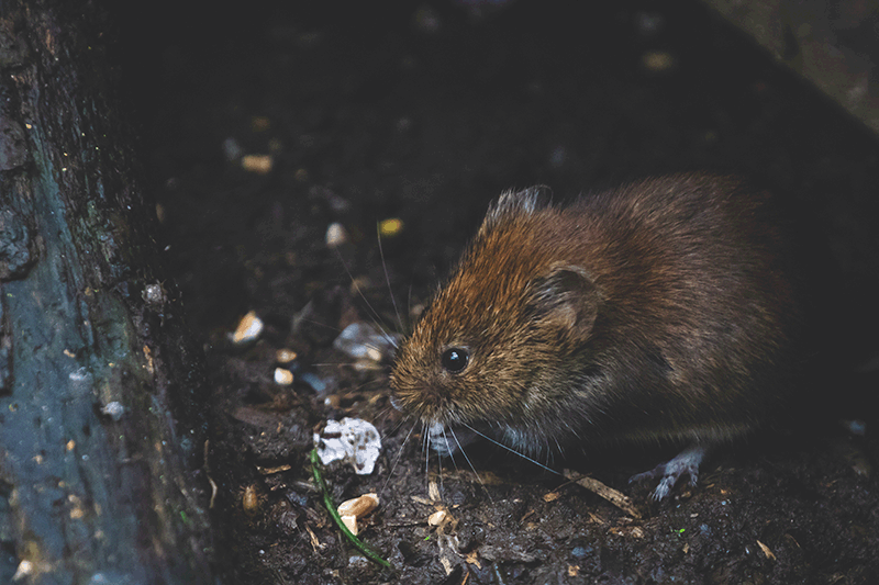 rat
