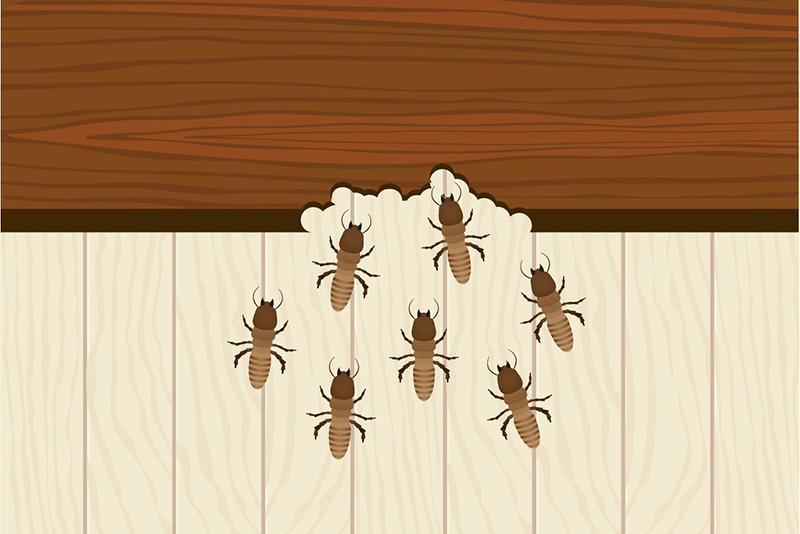 termites