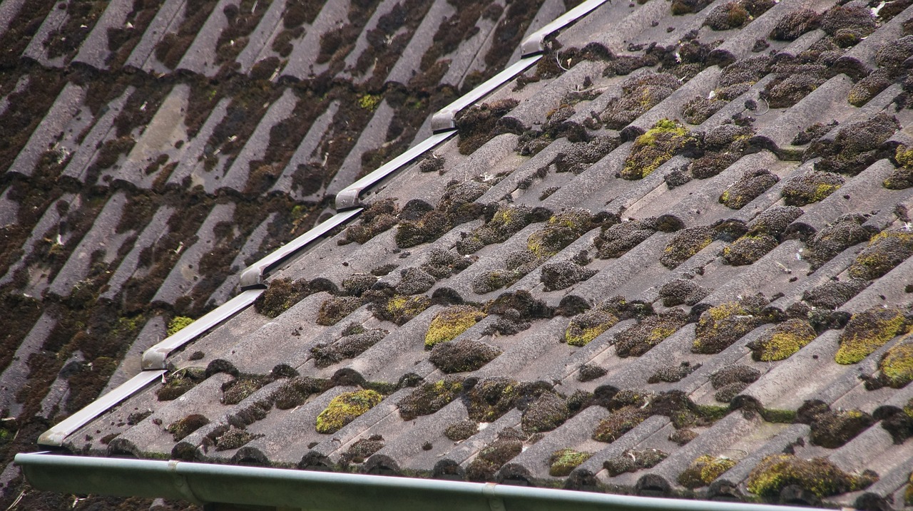 shingles 